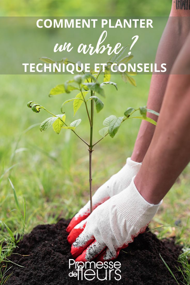 conseils pour planter un arbre débutant