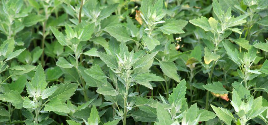nombreux plants de chénopode