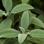 Comment soigner ses maux de gorges avec la sauge ?