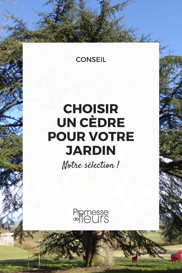 Comment bien choisir un cèdre ?