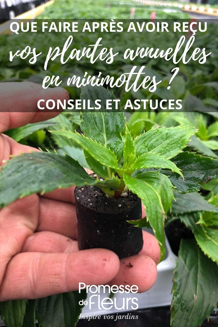 plantes potagères, annuelles et vivaces en mini motte