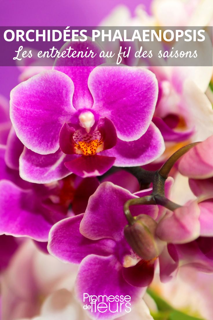 entretien des orchidées Phalaenopsis