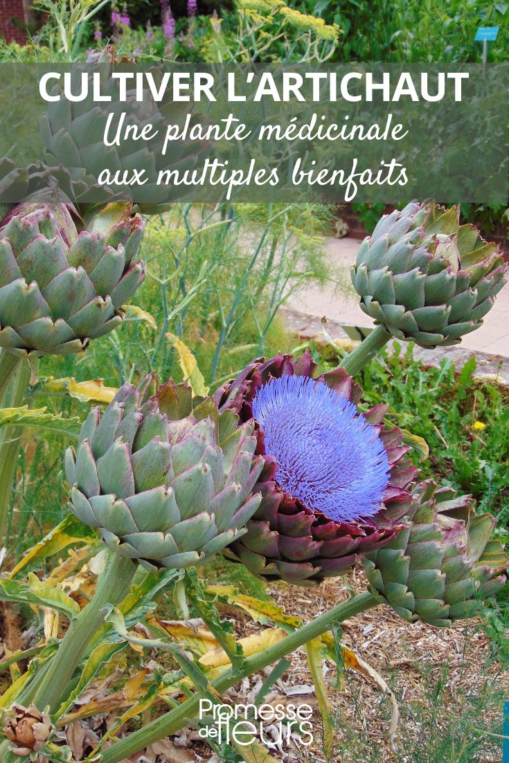 artichaut plante médicinale