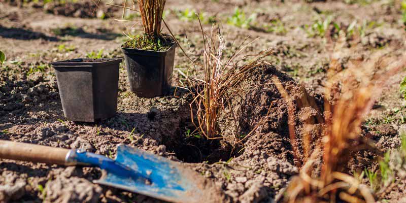 Comment planter les Carex