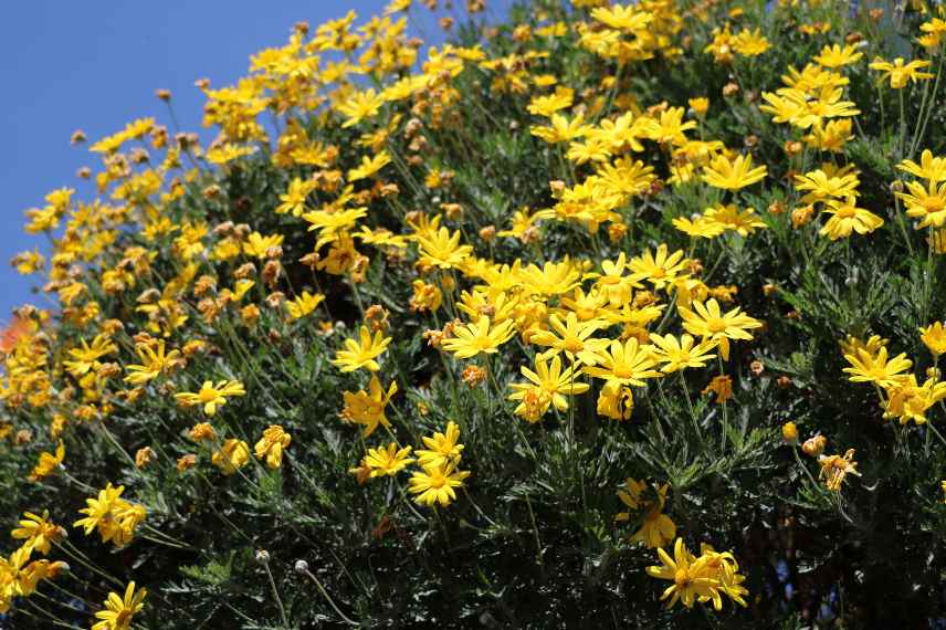 Euryops maladies