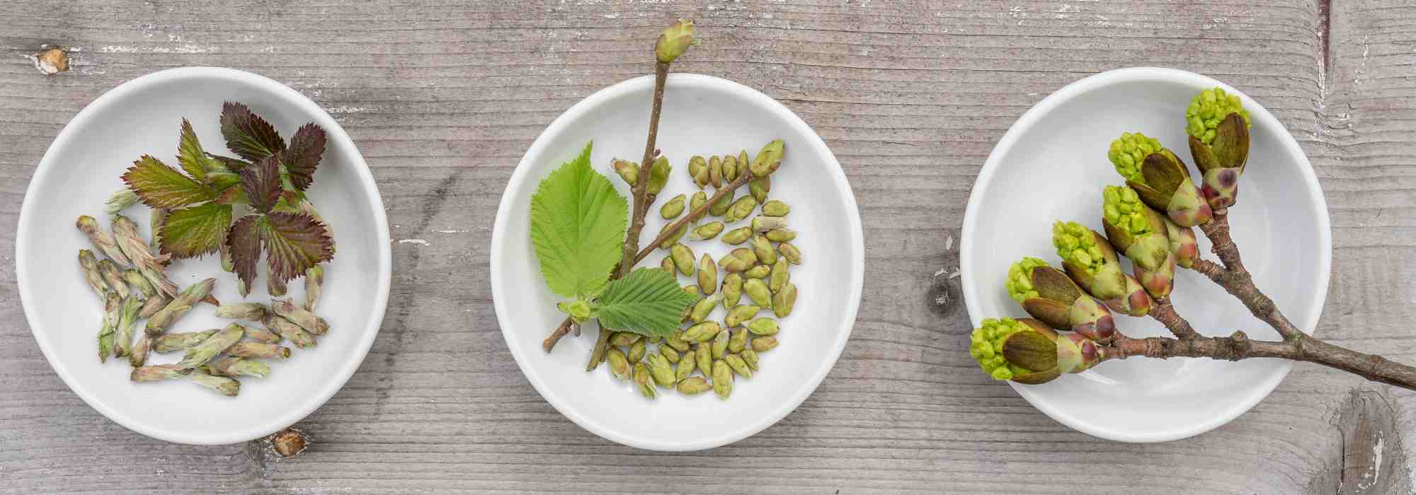 La gemmothérapie : l'énergie vitale des bourgeons