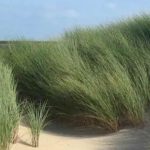 Quelles graminées choisir pour un sol sableux ?