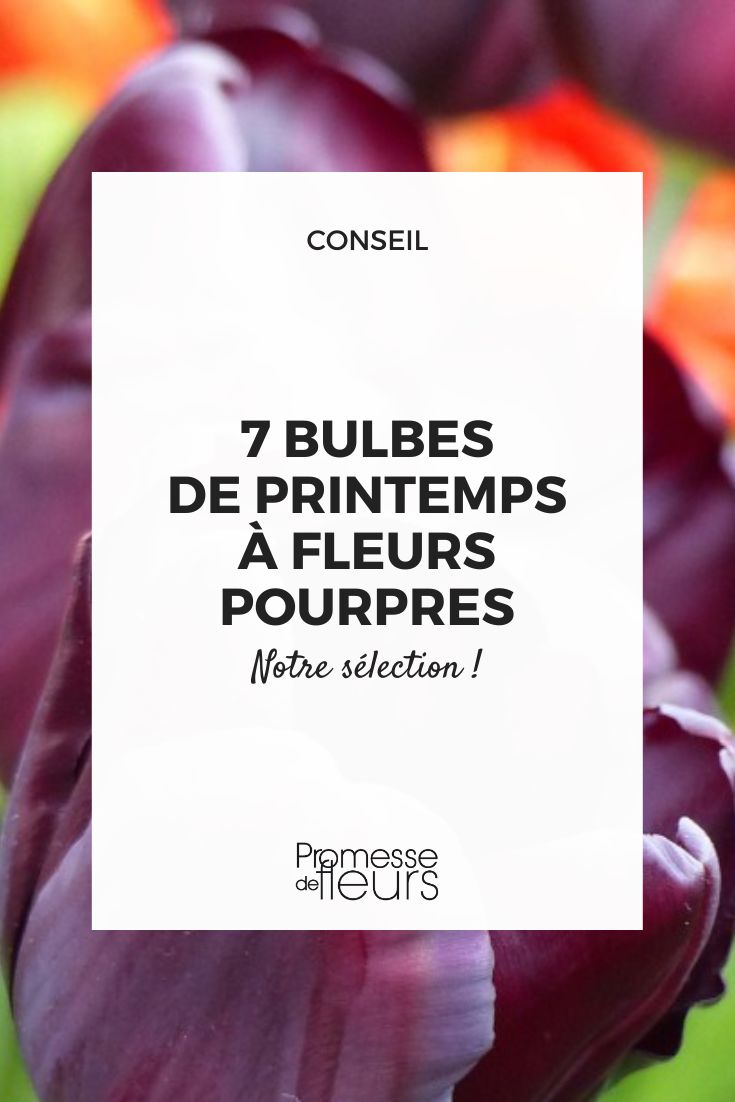 Les 7 bulbes de printemps à fleurs pourpres à adopter au jardin