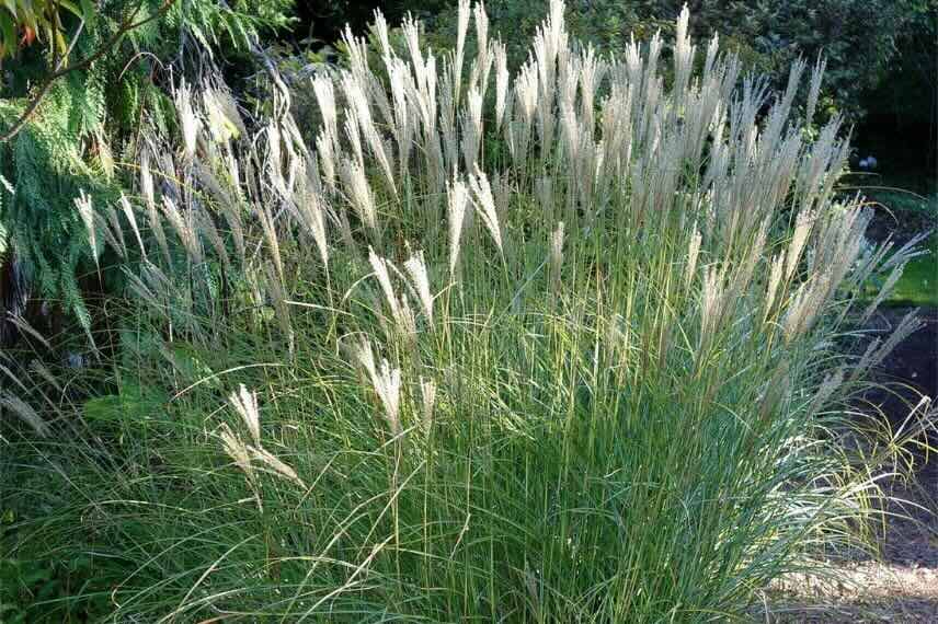 touffe de Miscanthus transmorrisonensis en floraison