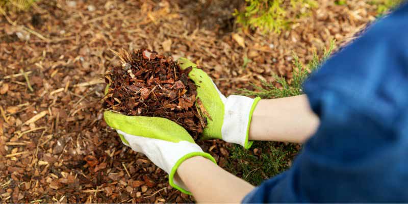 Repartir paillage organique