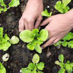 Je viens de recevoir ma commande de plants potagers en minimottes : que faire ?