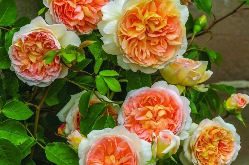 fleurs orange de rosier parfumé