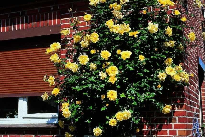 fleurs jaunes de rosier grimpant