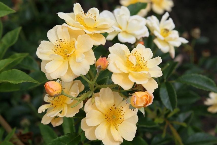 fleurs jaunes de rosier