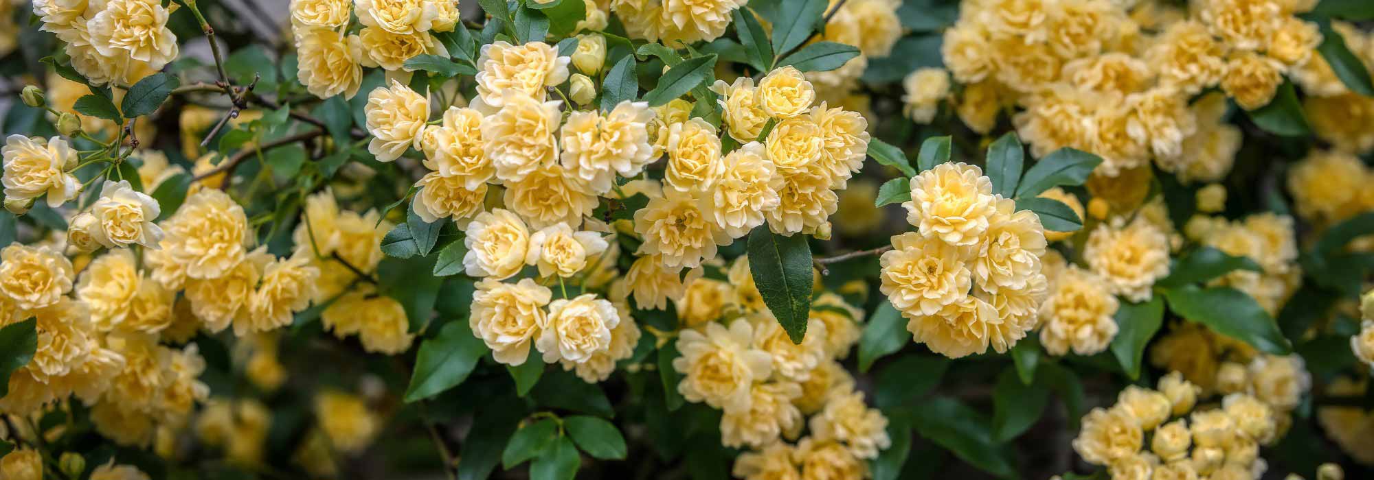 Rosiers de Banks : découvrez ces rosiers lianes exubérants !