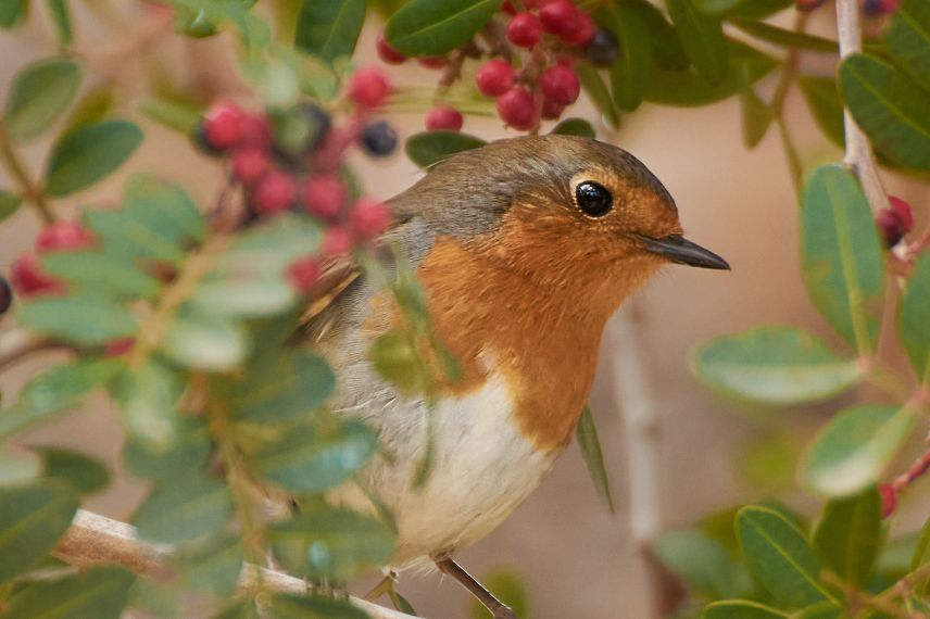 un oiseau dans un arbre à baies
