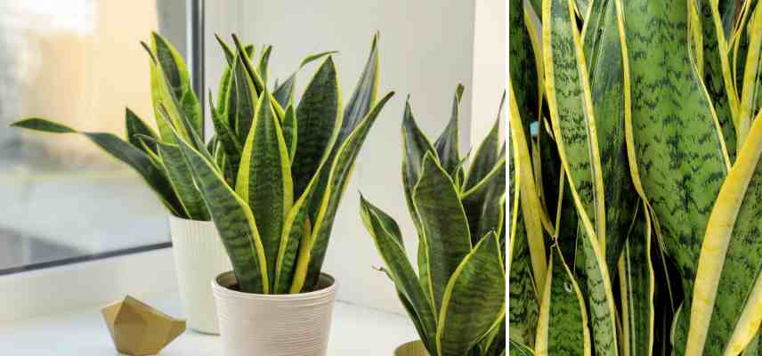plantes faciles pot petit etroit