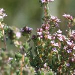 Comment soigner un rhume naturellement avec du thym ?