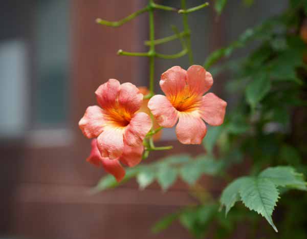 Comment et quand tailler la Bignone ?