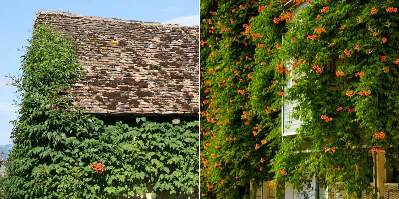 Pourquoi tailler la bignone