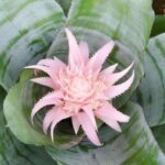 Aechmea : reconnaître et traiter facilement ses maladies et parasites