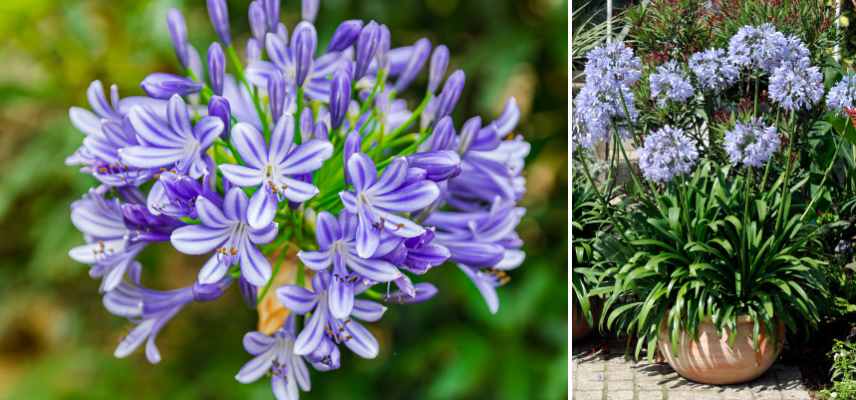 plantes pouvant rester dans petit pot