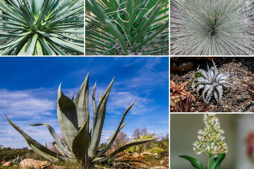 charançon noir de l'agave plantes hôtes