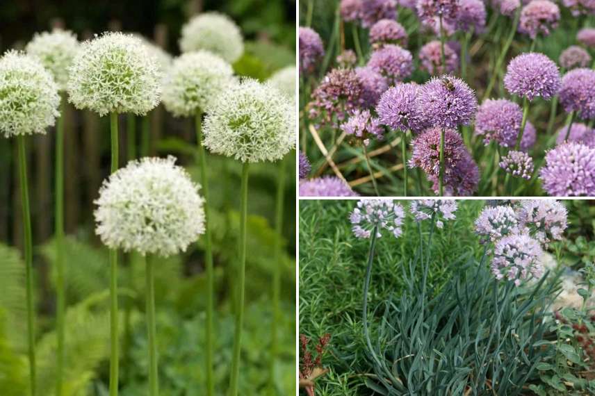 plantes bulbeuses longue floraison 