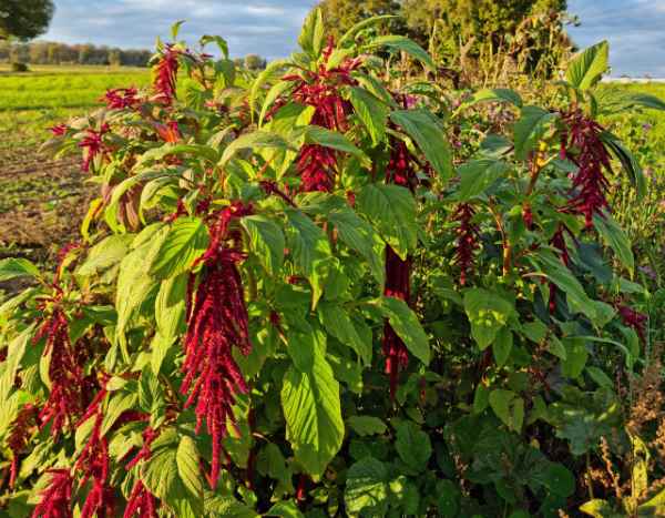 Comment récolter et utiliser l'amarante en cuisine ?