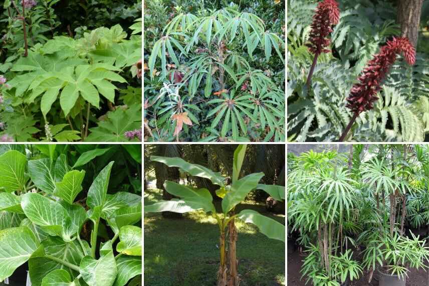 différents arbustes exotiques à feuillage luxuriant