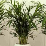 Areca : quel entretien au fil des saisons ?