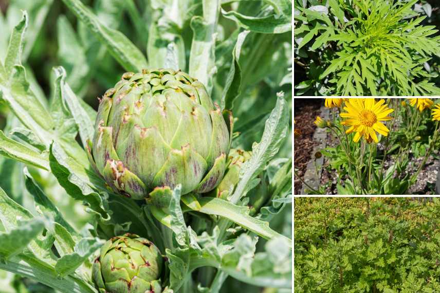 artichaut contre-indications