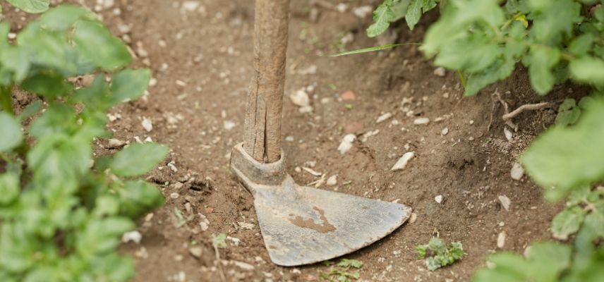 enlever les mauvaises herbes