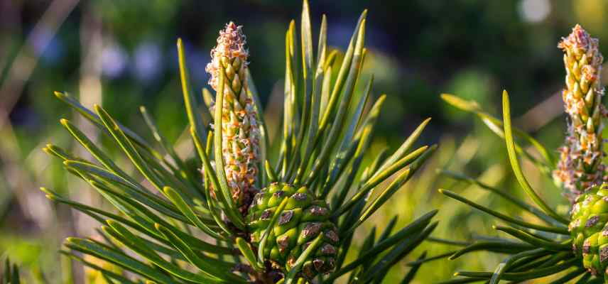 gemmotherapie plantes efficaces les meilleures