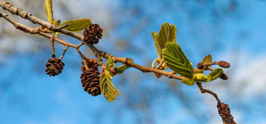 Alnus glutinosa effets gemmotherapie