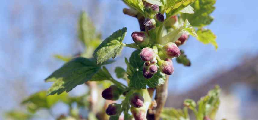 bienfaits cassis gemmotherapie