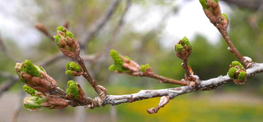 Quercus gemmotherapie bienfait action