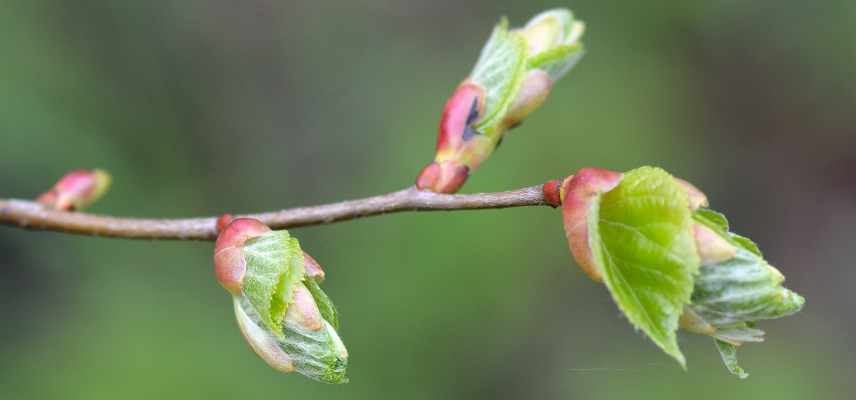 tilleul en gemmotherapie