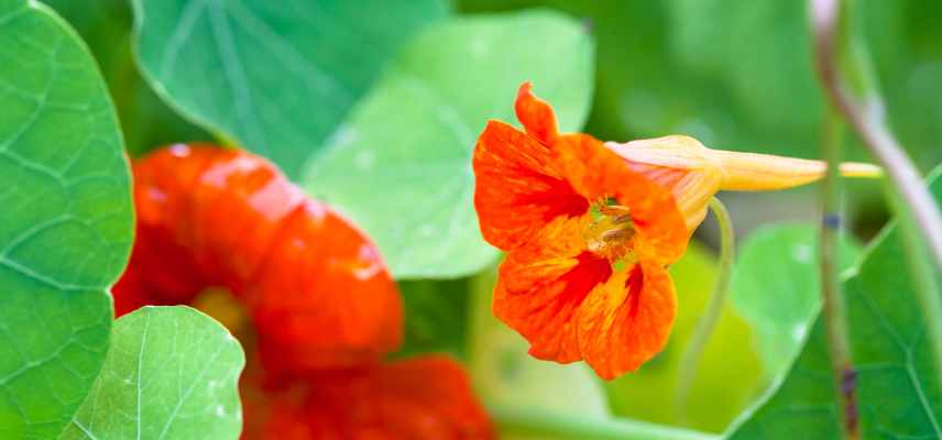 plante pour traiter gras cheveux