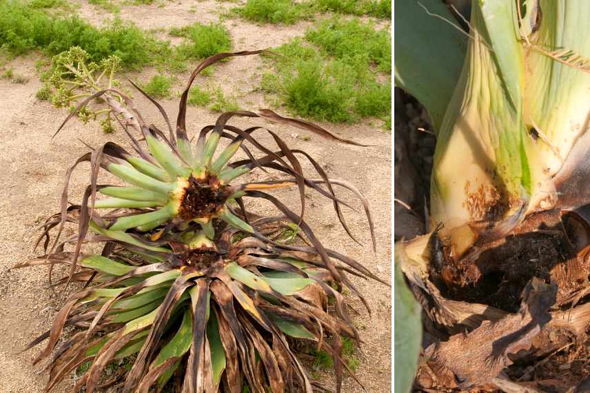 charançon noir de l'agave dégâts