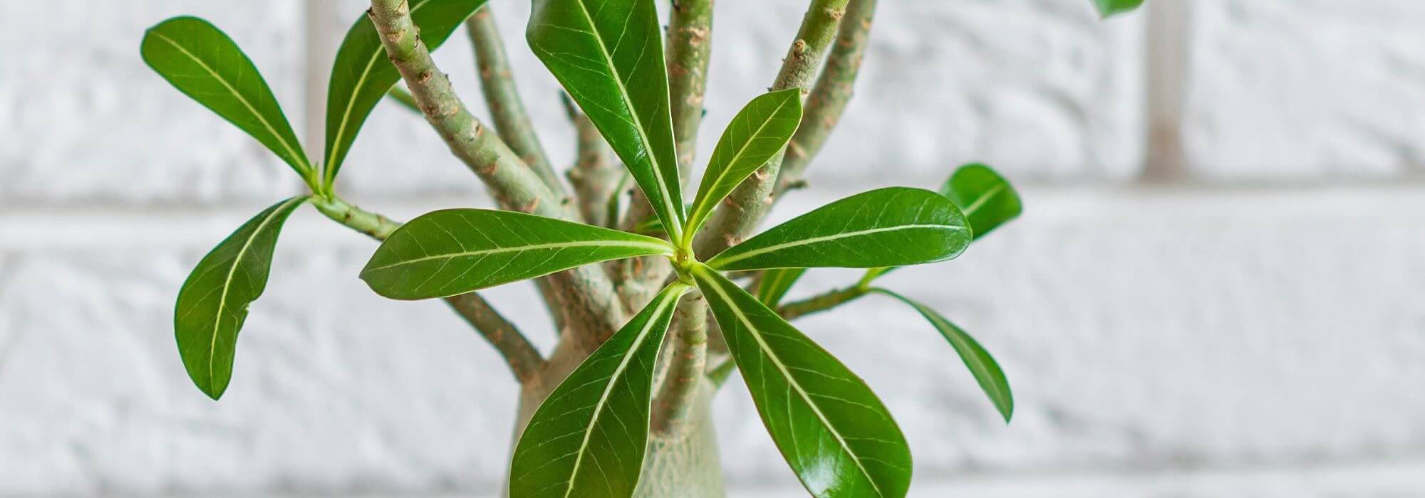 Adenium ou Rose du désert : l’entretien au fil des saisons