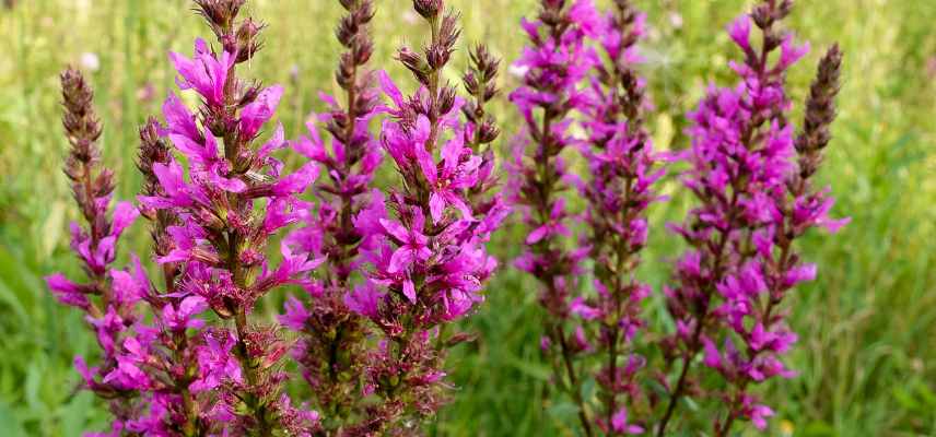 plante pour purifier cheveux