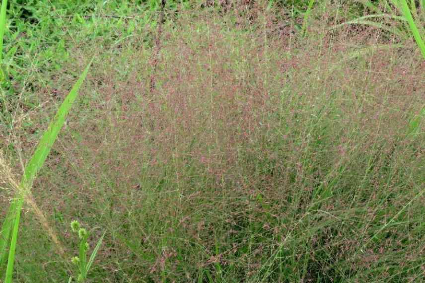 graminée sol sablonneux