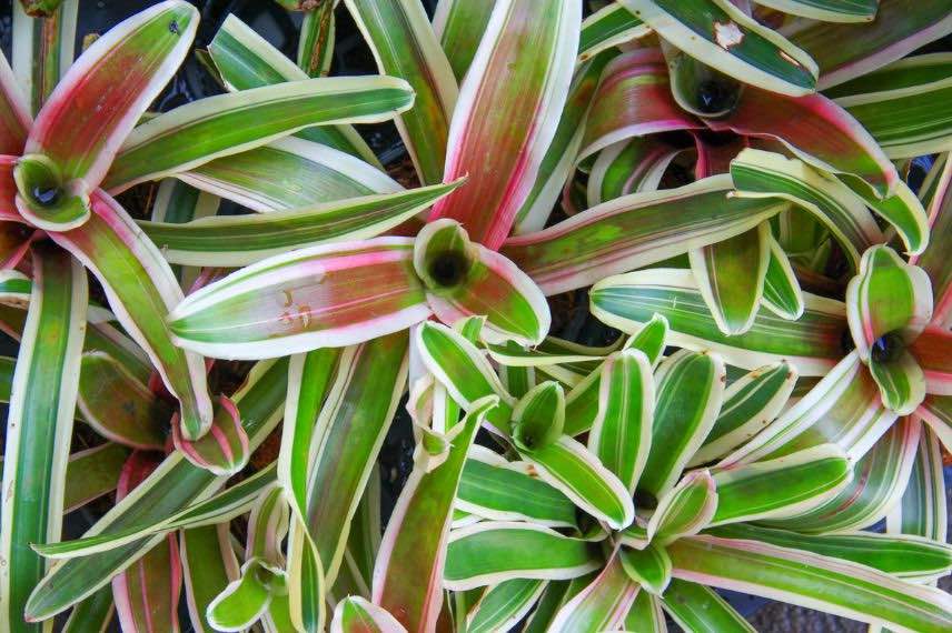 feuillage aechmea