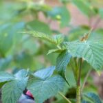 Feuilles de framboisier : bienfaits, usages et vertus pour la santé