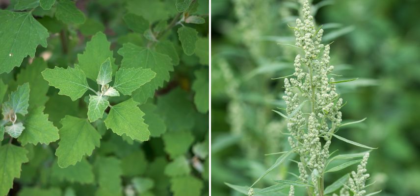 Chénopode blanc
