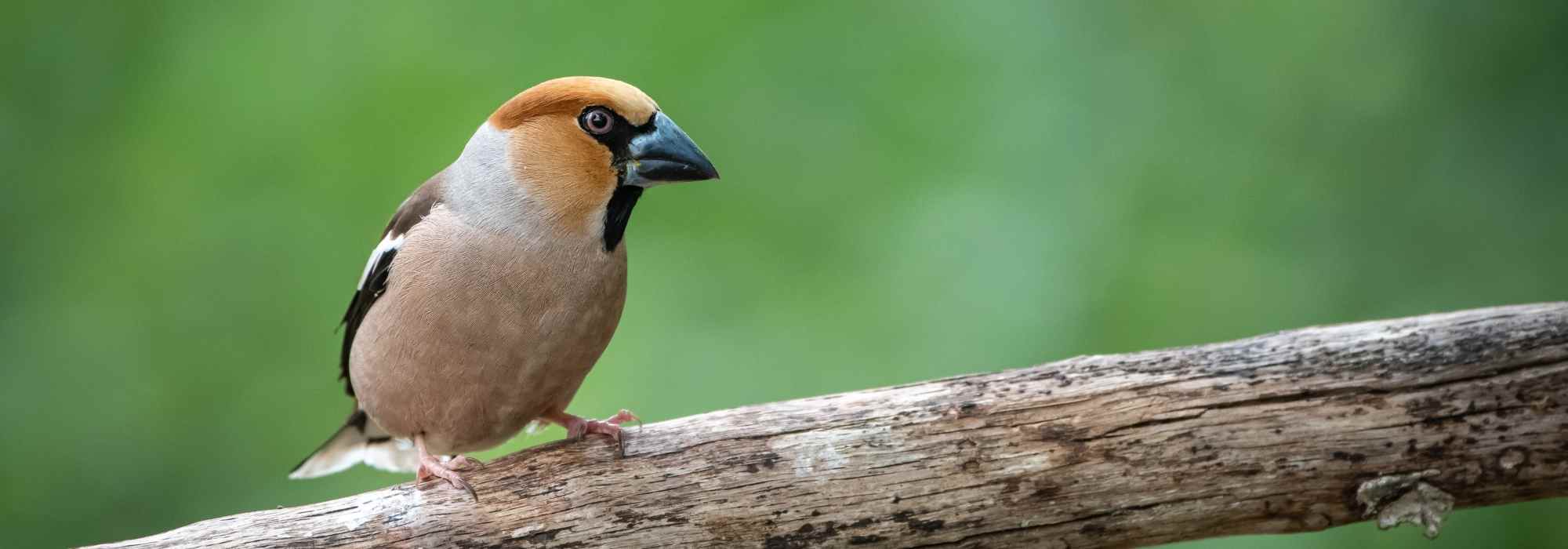 Comment attirer le grosbec casse-noyaux dans son jardin ?