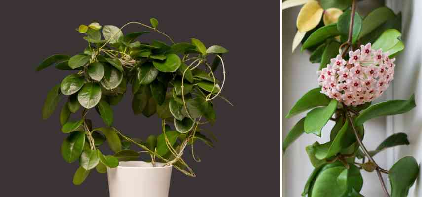 plantes serres dans leur pot