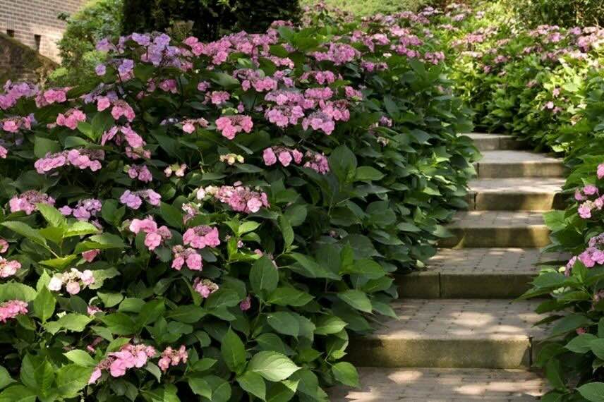 buisson d'Hortensia serrata