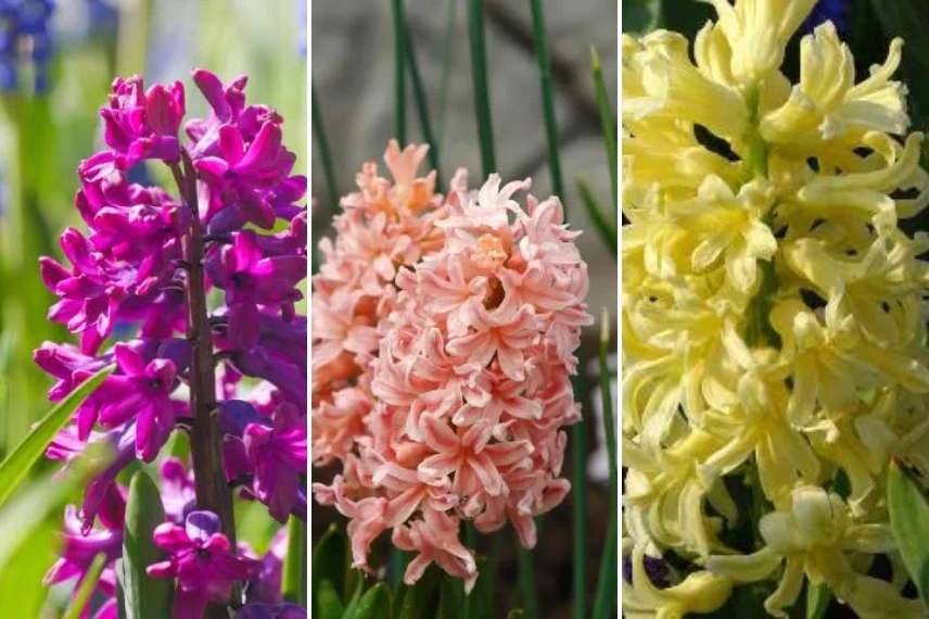 bulbes floraison durable 